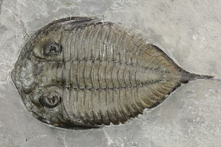 Dalmanites Trilobite Fossil - New York #99028